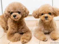 愛犬との生活で気をつけたいこと…マナーを守り、価値観の違いを意識しよう［リアニマル］ 画像