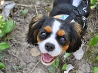 愛犬との生活で気をつけたいこと…よりペットに優しい社会を目指して［リアニマル］ 画像