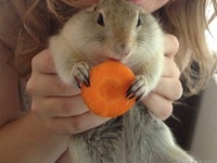 リチャードソンジリス日記：しっぽは心のサイン、慣れたらこんなにコミュニケーション！［動画］ 画像