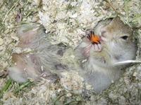 リチャードソンジリス日記：大好きで一気飲みしちゃう飲み物は？［動画］ 画像