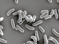 【新聞ウォッチ】出光と三菱商事、非食料系燃料を量産化…ホンダなどから技術 画像