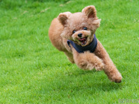 愛犬と楽しむリゾート…至れり尽くせりのドッグランほか　ドギーズアイランド［リアニマル］ 画像