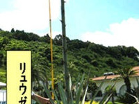 【夏休み】100年に1度？　いよいよ開花 画像
