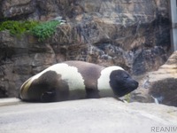 水族館 アクアマリンふくしま のこだわり…自然を再現した環境、20周年企画も［リアニマル］ 画像