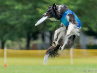 「フリスビードッグ」を楽しむ…愛犬とスポーツ＆アウトドア［リアニマル］ 画像