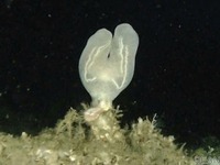 相模湾で79年ぶりに採取された海底生物…新江ノ島水族館で展示［リアニマル］ 画像