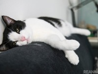 愛するペットとのStay Home、お互いストレスフリーに過ごすためには？［リアニマル］ 画像