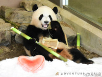 パンダの「彩浜」が2歳に！ 8月14日はライブ配信…アドベンチャーワールド［リアニマル］ 画像