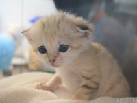 新たにスナネコの赤ちゃん3頭が誕生！…那須どうぶつ王国　8月12日から公開［リアニマル］ 画像