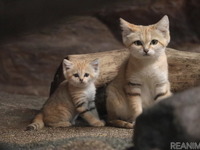 スナネコの赤ちゃん2頭、一般公開がスタート　8月22日より［リアニマル］ 画像