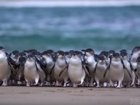 ペンギンパレードを毎日生配信…オーストラリア・フィリップ島より［リアニマル］ 画像