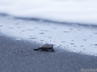 アカウミガメの子ガメを放流…保護した卵から孵化［リアニマル］ 画像