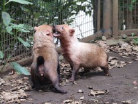 “動物園のわんこ”ヤブイヌ---胴長短足、走っているだけで愛くるしい［リアニマル］ 画像