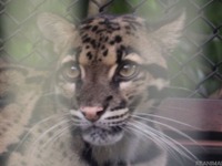 “動物園のにゃんこ”ウンピョウ---性格は慎重、国内での飼育は2か所［リアニマル］ 画像