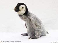 アドベンチャーワールド、エンペラーペンギンの赤ちゃんを公開　10月9日から［リアニマル］ 画像