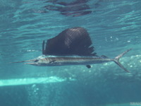 りっぱな背びれとくちばし、バショウカジキを展示…アクアマリンふくしま［リアニマル］ 画像