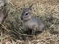 パタゴニアウサギの赤ちゃん誕生＆公開、名前は？…岩手サファリパーク［リアニマル］ 画像