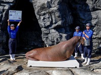 セイウチの体重はどう計る？ 鴨川シーワールドで公開測定　11月1日［リアニマル］ 画像