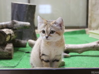 元気に育ったスナネコの赤ちゃん、 飼育員の奮闘と“伝えたいこと”［リアニマル］ 画像