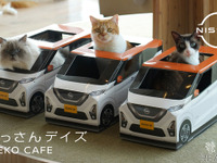 ねこ用軽自動車 日産『にゃっさんデイズ』と猫カフェ MOCHA がコラボ 画像