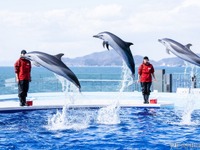 JAFフェスティバルを四国水族館で開催…エサやり体験も 12月5日 画像