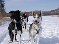 大雪原を駆け巡る「犬ぞりツアー」…12月22日から星野リゾートトマムで［リアニマル］ 画像