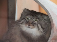 マヌルネコと目があったらお尻を向けられてしまった［リアニマル］ 画像