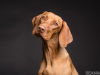 犬がなりやすい病気：肺水腫編…血液や体内の液体成分が溜まり呼吸困難に［リアニマル］ 画像