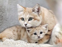 11月生まれのスナネコの赤ちゃん、親子で公開　神戸どうぶつ王国［リアニマル］ 画像