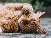 猫は1日中寝ている？ 気になる睡眠事情［リアニマル］ 画像