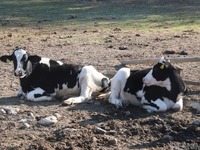 丑年なので牛に会いに行ったら…自分史上最大のモテっぷり？［リアニマル］ 画像