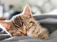 犬や猫は夢を見る？ いびきをかいていても大丈夫？［リアニマル］ 画像