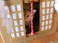 今年の初詣はネコ神社！ と思ったら荒ぶる神になってしまった［リアニマル］ 画像