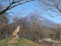 キリマンジャロじゃないけれど…チーターが決めポーズ！［リアニマル］ 画像