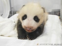 パンダの赤ちゃん、目が開いた！ まだぼんやり…名前を募集中［リアニマル］ 画像