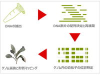 ブリヂストンとNRGene社、新天然ゴム資源「グアユール」のゲノム配列を解読 画像