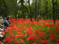 西武鉄道、特急レッドアローを増発…曼珠沙華が見ごろ 画像