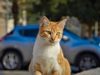 猫がクルマに入り込んだことによるトラブル…冬だけではない 画像