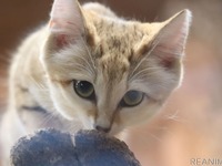 絵本から抜け出したような、小さいスナネコ…那須どうぶつ王国［写真23点］ 画像