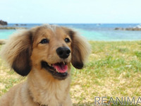 ぺットと一緒に移動できるタクシーサービス、「わんにゃんタクシー」誕生 画像