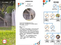 スマホのカメラで動物個体を識別、性格や家系図がわかる「one zooスコープ」 画像