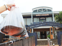 自分で釣って熱々おいしい…横浜・八景島シーパラダイス 7月10日新装オープン［フォトレポート］ 画像