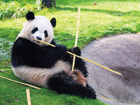 自宅でパンダに会える「オンラインパンダラブツアー」 画像