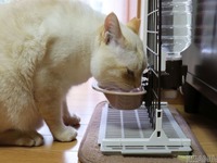 猫の人気記事ランキングTOP5　2021年上半期［リアニマル］ 画像