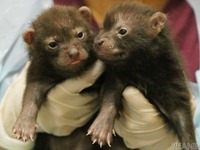 最も原始的な犬、ブッシュドッグの赤ちゃん公開 9月17日から 画像