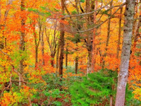 紅葉が美しいキャンプ場100選…1位は「九頭竜レイクサイドモビレージ」　くるまの旅ナビ 画像