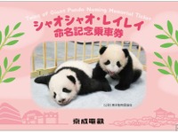 双子のパンダ「シャオシャオ・レイレイ」誕生…記念乗車券や電車のヘッドマークも　京成電鉄 画像