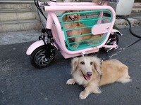 愛犬と一緒に乗れるEバイク登場、折りたたんで車載も可能 画像