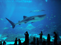 ガソリン高騰なんのその、親子で行きたい年末年始のドライブスポットを聞いてみた 画像