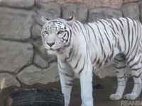 2022年は寅年！ ホワイトタイガーはどうして白いの？…動物園で聞いてみました 画像